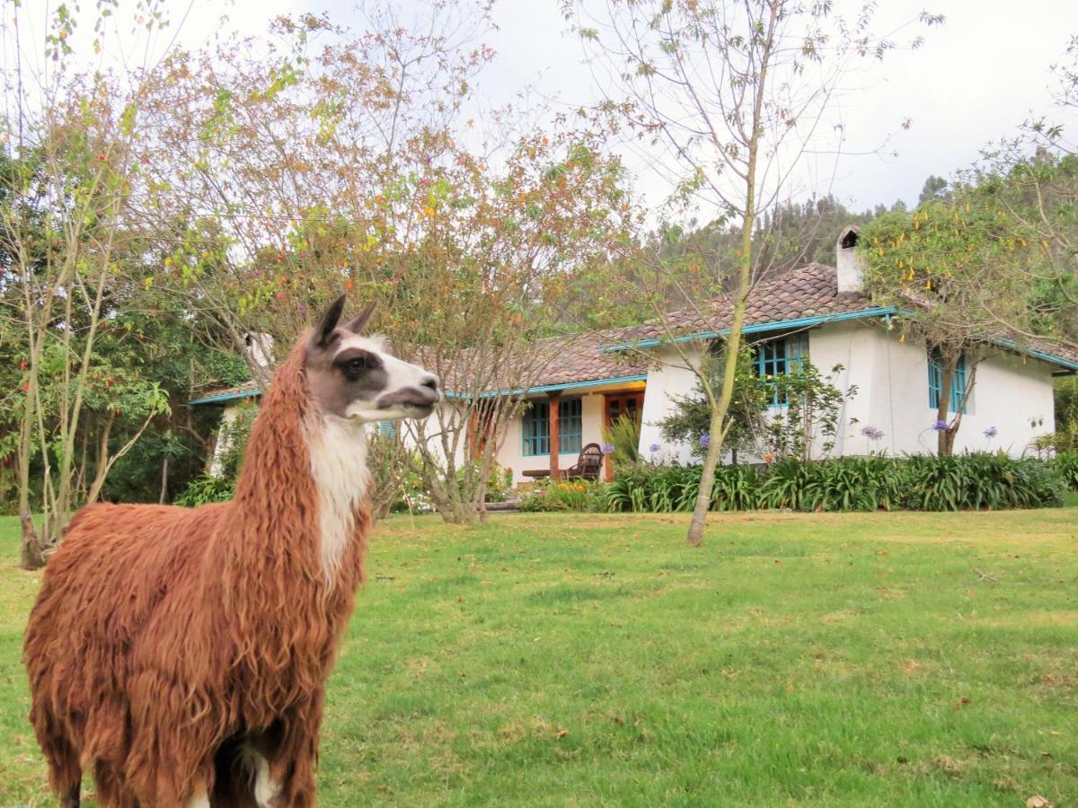 Las Palmeras Inn オタバロ エクステリア 写真
